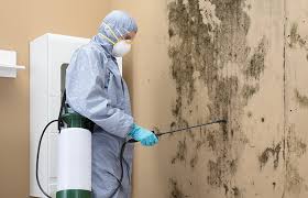 Why You Should Choose Our Mold Remediation Services in Monticello, FL